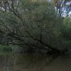 Barnov