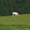 Léto